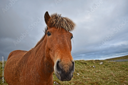 Icelandic Horse © William