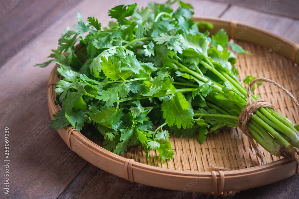 Fresh coriander, cilantro leaves on basket Fresh coriander, cilantro leaves on basket