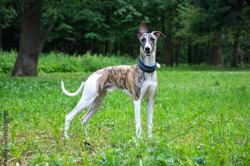 A positive dog in a park on nature  in a summer sunny day. conformation dog of the whippet breed