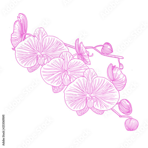Orchid. Hand drawn. Graphics.