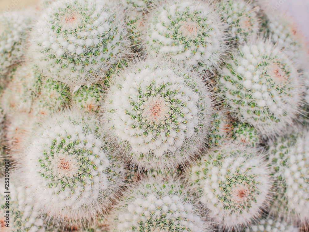 Patterns Nature Of Colorful Flowers White With Green And Pink Color Cactus Blooming Top View Ornamental Plants Texture For Background Stock Photo Adobe Stock