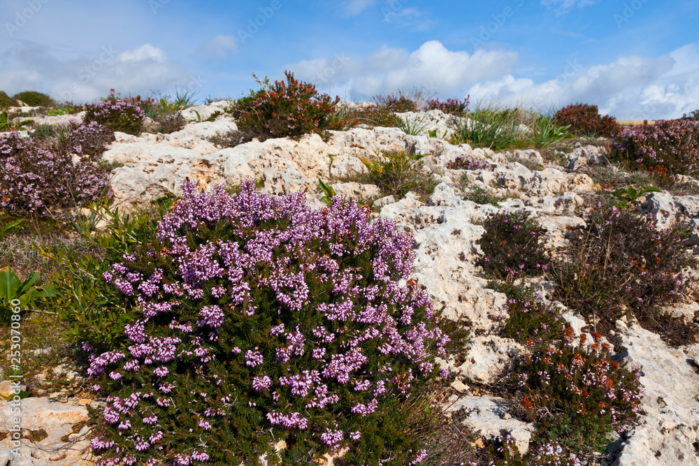 Qrendi Village coastline, Malta Island, Malta, Europe Qrendi Village coastline, Malta Island, Malta, Europe