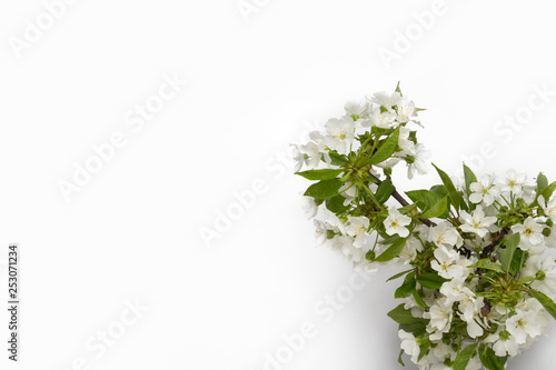 Spring Flowers Cherry, White Background. Flat lay, top view