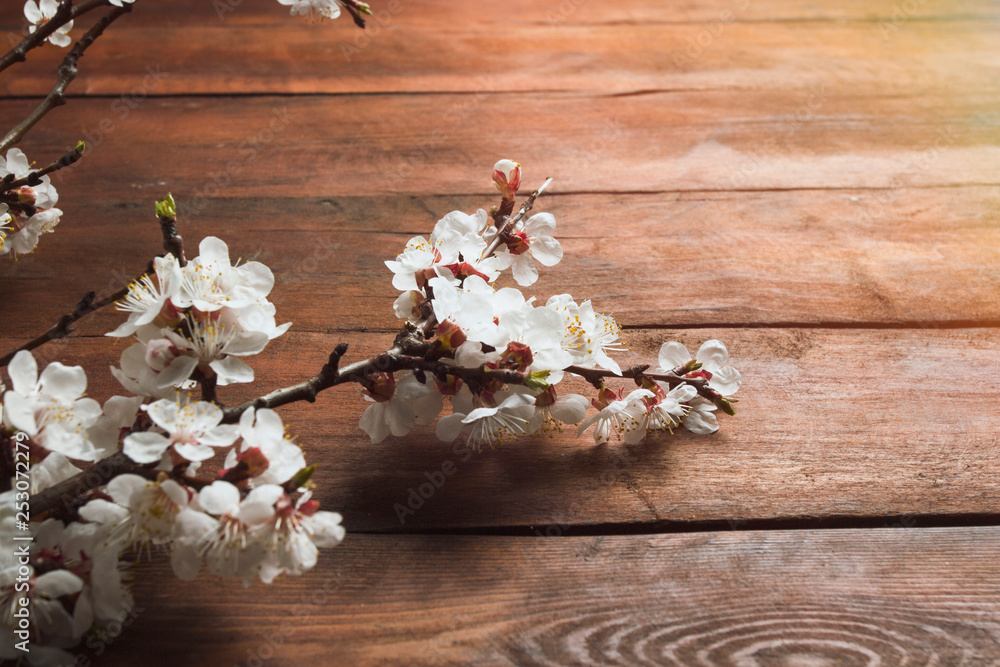 Sakura branches with flowers on a dark wooden background Sakura branches with flowers on a dark wooden background