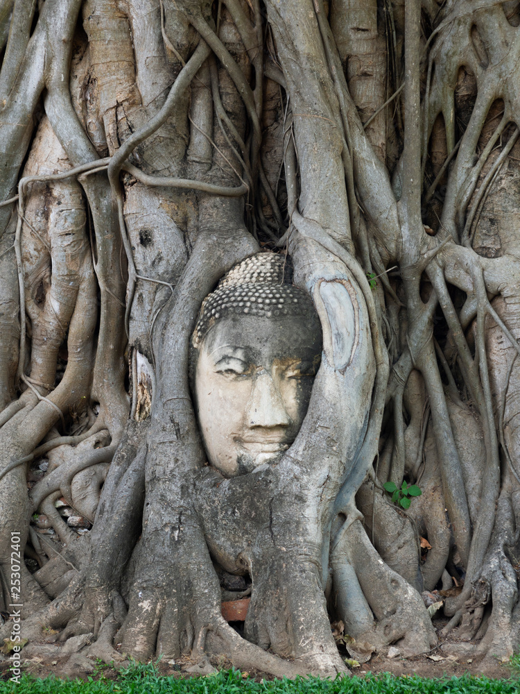 Ayutthaya  Beautiful Buddha Head Sculpture in Tree Roots, Buddhist temple Wat Mahathat in Thailand