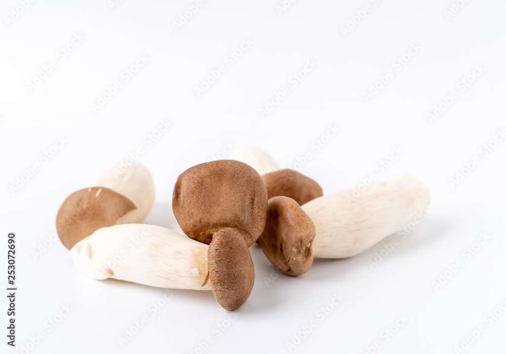 King Oyster Mushroom on white background. King Oyster Mushroom on white background.