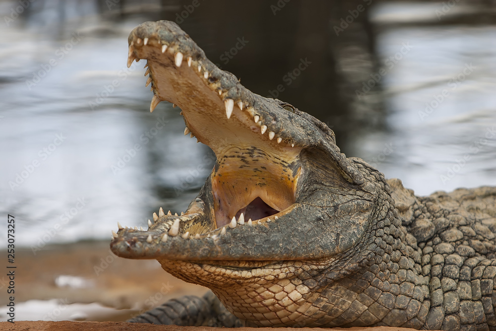 Obraz premium crocodile