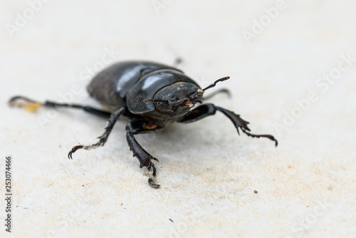 Big female stag beetle Lucanus cervus on terrace tiles.