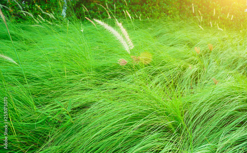 green grass in the forest, Grassland and wind, Flowers and leaves of green grass in the breeze, Abstract close up top view green color of grass background texture.