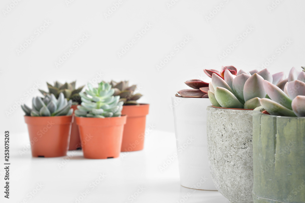 Green plants, succulents, in cement concrete pots stand in a row on a white background. The concept of a flower shop, gifts for women and the protection of nature. Green plants, succulents, in cement concrete pots stand in a row on a white background. The concept of a flower shop, gifts for women and the protection of nature.