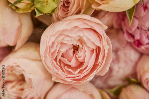 Fototapeta Naklejka Na Ścianę i Meble -  close up of pink peonies with selective focus