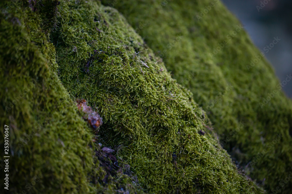 Close up of moss on a tree.