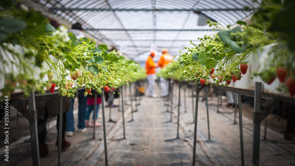 Japanese locals picking strawberries in a greenhouse in Hanayagi Farm