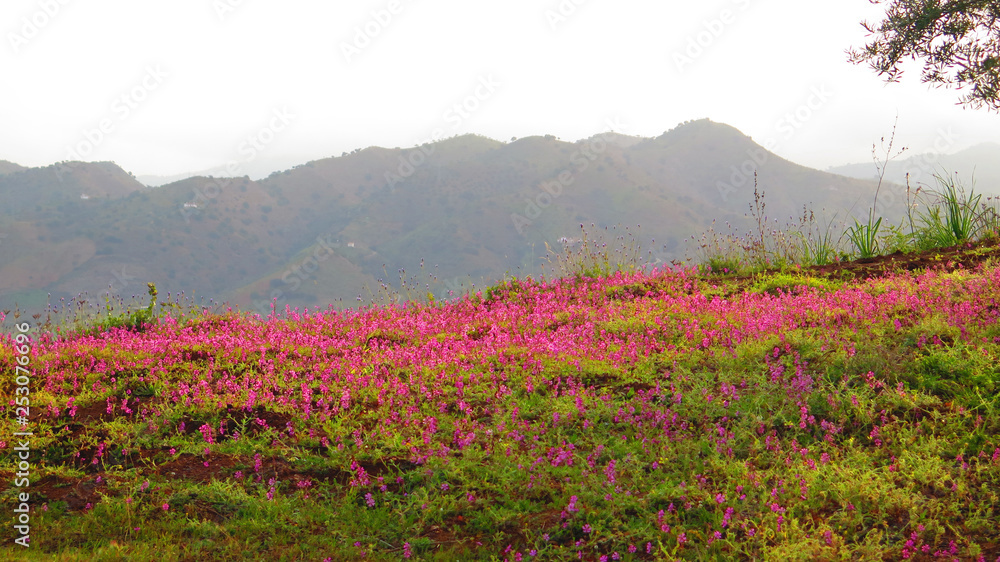 Pink flowering weed in Andalusian meadow