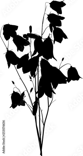 bunch of black campanula forest flowers on white