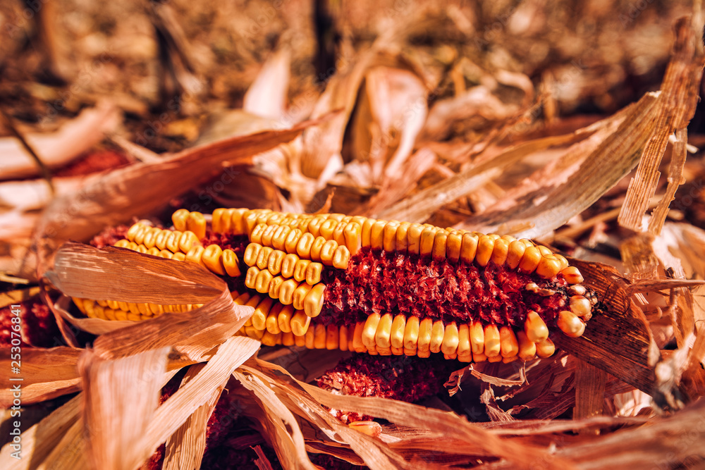 Corn cob on the ground after harvest Corn cob on the ground after harvest