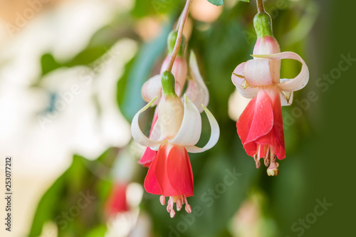 fuchsia magellanica flower, photo