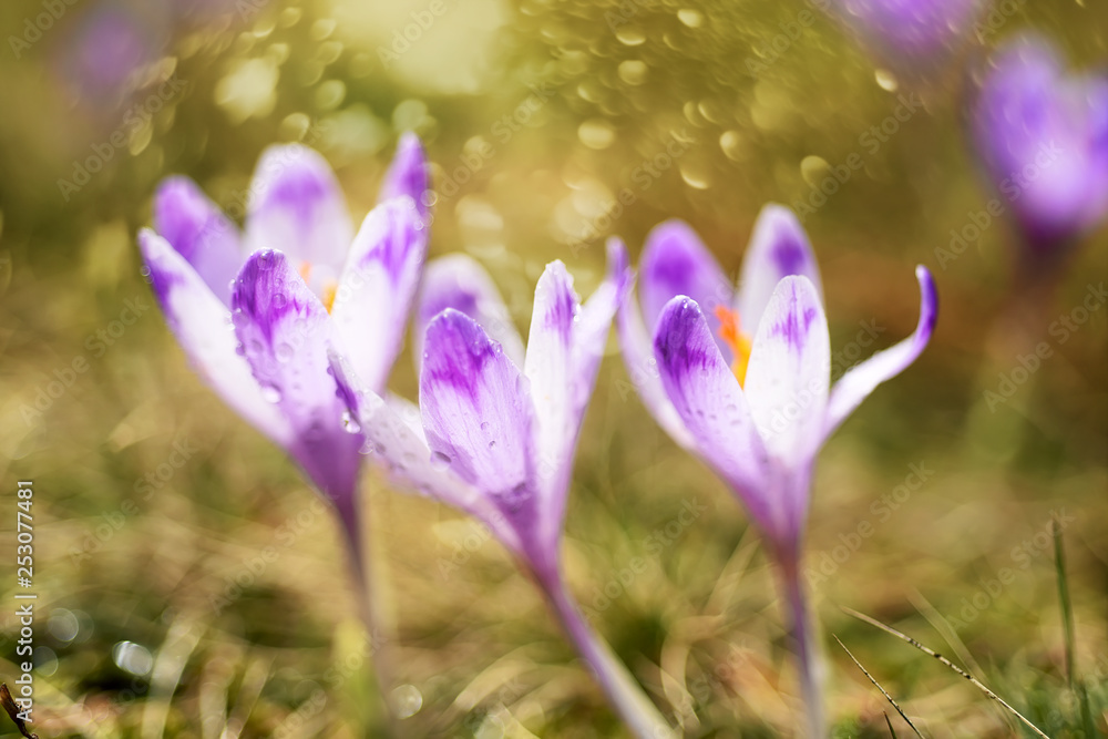 Fototapeta premium The bloom of the first spring flowers of saffron, crocuses. Close-up. Selective soft focus.