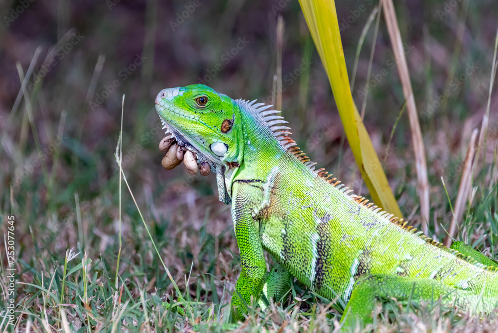 Saint Vincent and the Grenadines, young iguana with ticks Saint Vincent and the Grenadines, young iguana with ticks