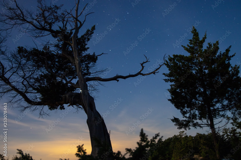 Silhouette of bare branch against starry sky