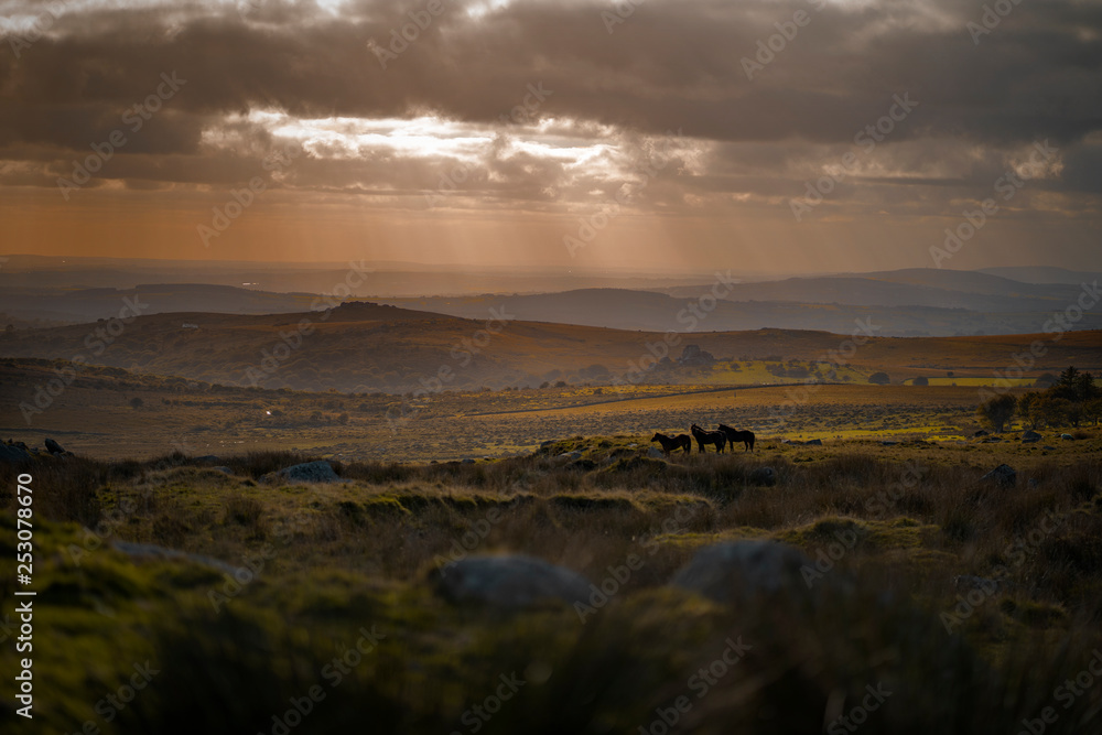 Horses on the Moor