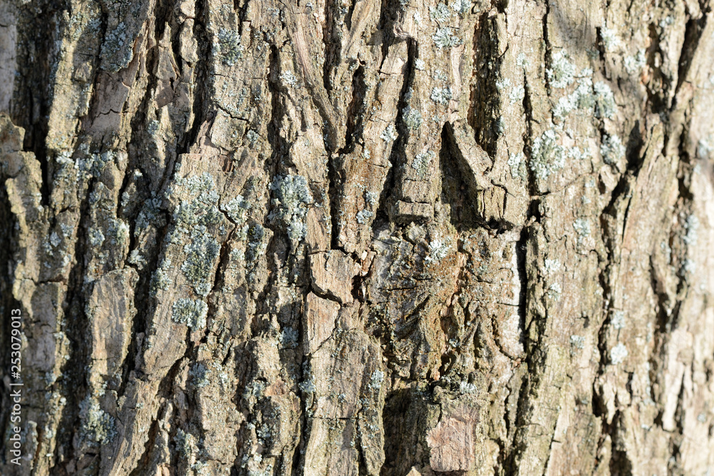 Tree bark illuminated by the sun texture background close up Tree bark illuminated by the sun texture background close up