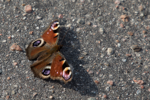 butterfly on an asphalt