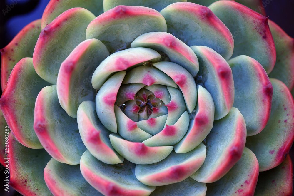 Green and purple rosette of succulent plant at the flower market Green and purple rosette of succulent plant at the flower market