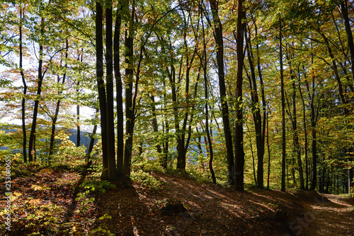 Fototapeta Naklejka Na Ścianę i Meble -  trees at the edge of a forest in backlit in autumn