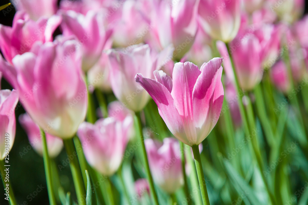 Many bright gently pink tulips
