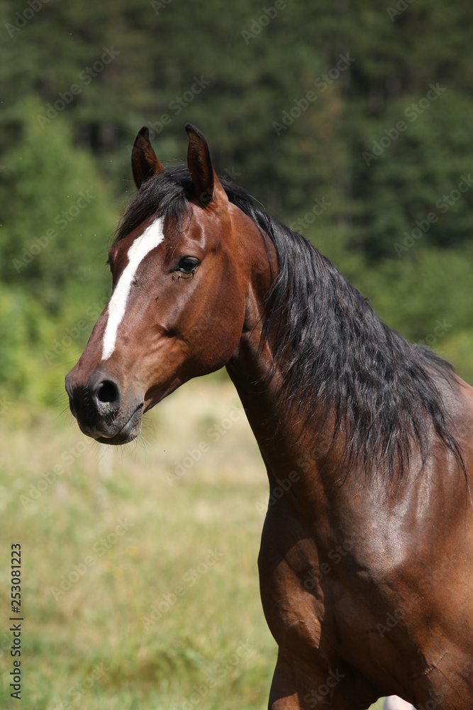 Amazing horse with nice mane on pasturage Amazing horse with nice mane on pasturage