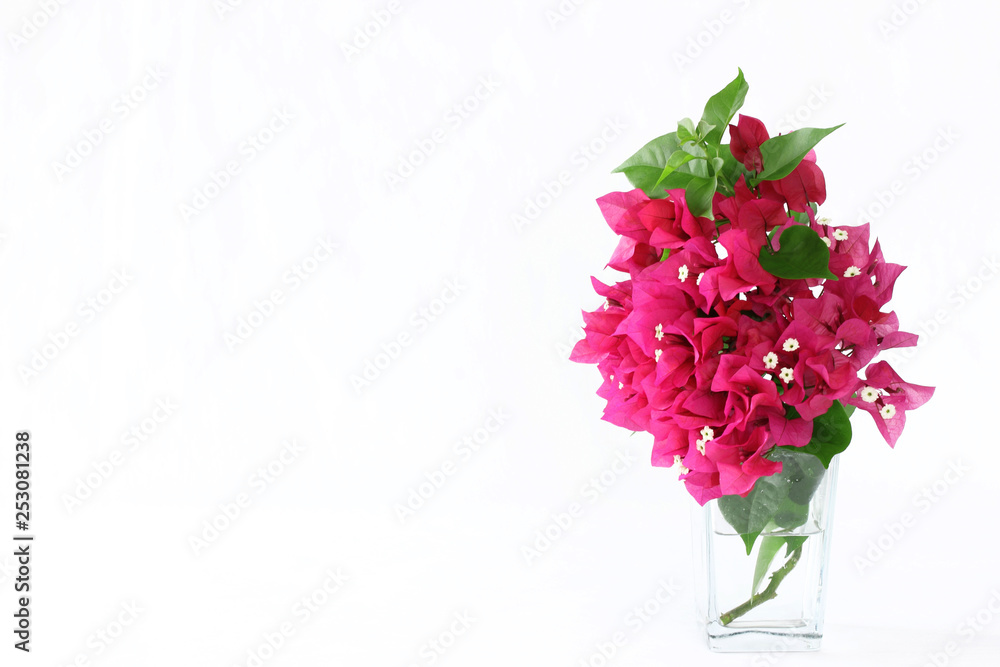 エキゾチックな花 ブーゲンビリア Stock Photo Adobe Stock