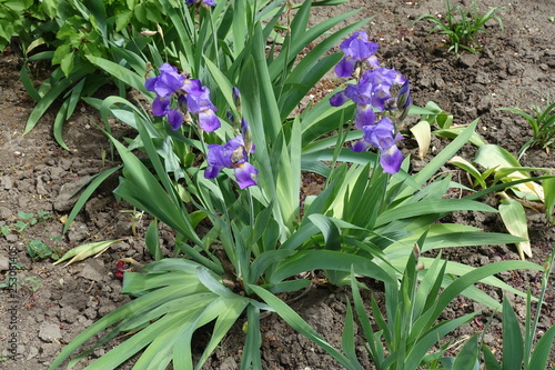 Bearded iris with several violet flowers in spring