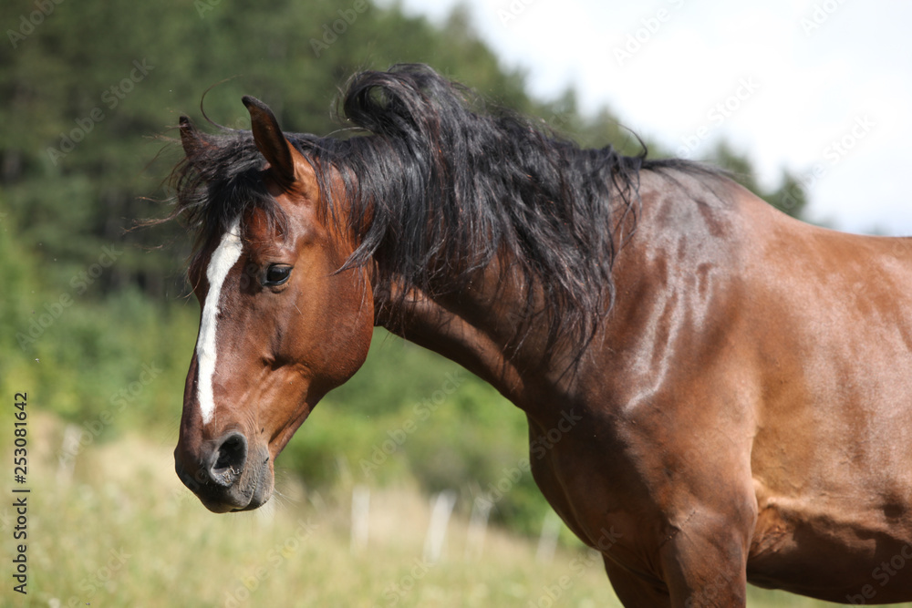 Amazing horse with nice mane on pasturage