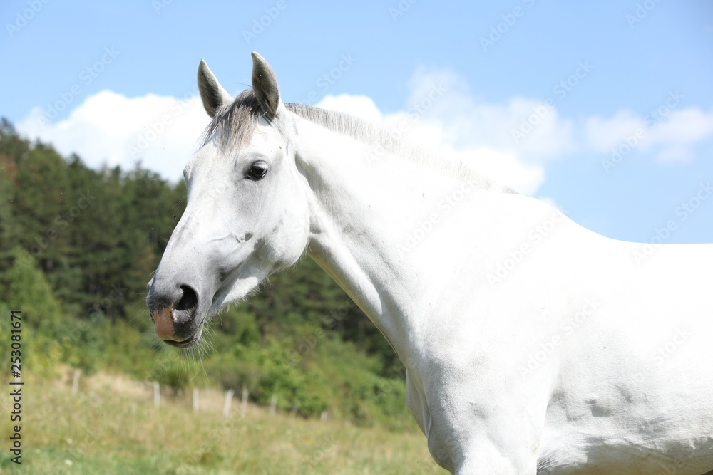 Amazing horse with short mane on pasturage