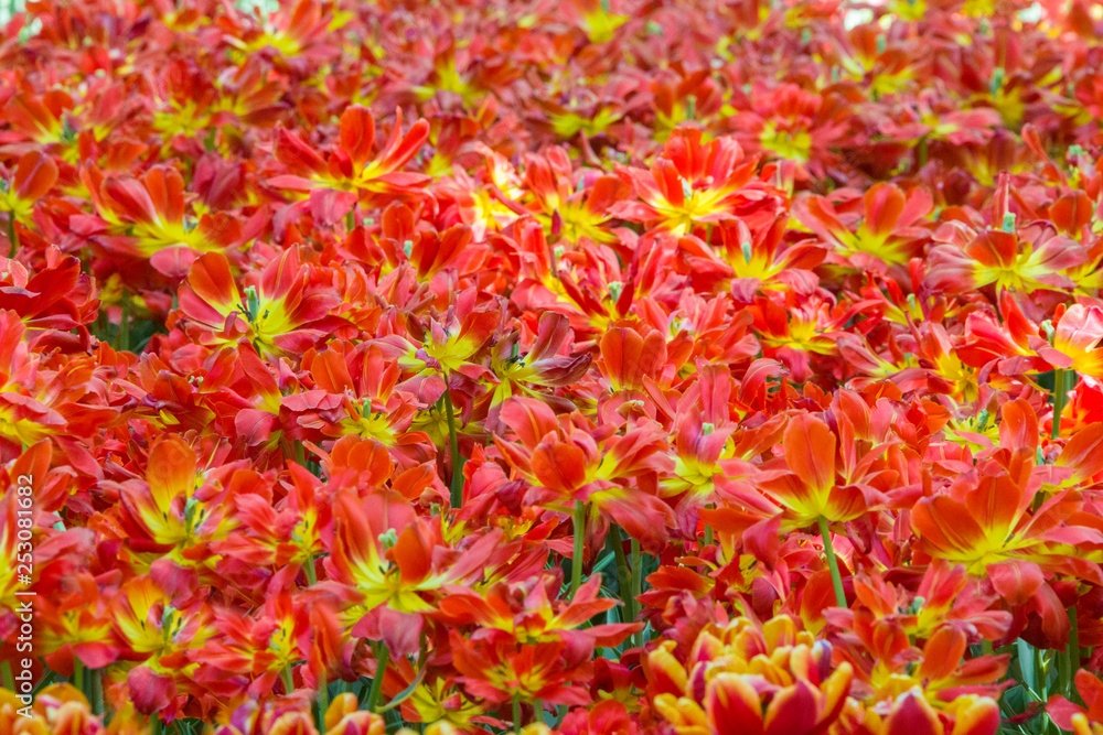 A lot of tulips. Flower carpet A lot of tulips. Flower carpet