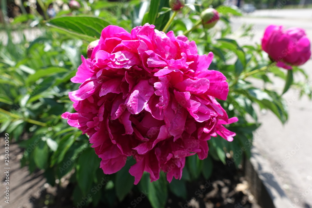 Closeup of double flowered magenta colored peony