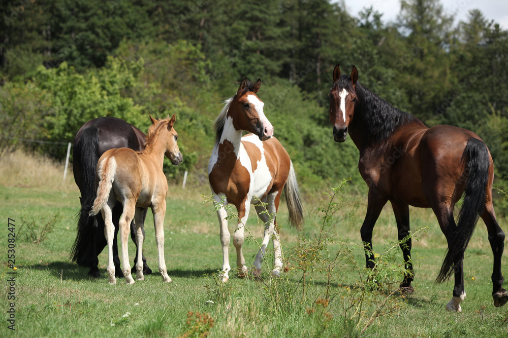 Batch of horses on pasturage, together Batch of horses on pasturage, together