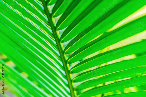 Coconut green leaf background  Green leaf of palm tree.