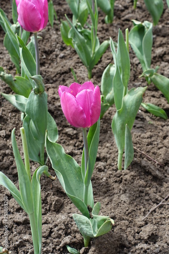 Closeup of pink flower of tulip in spring
