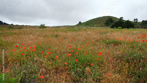 Lots of common poppy flowers also known as Papaver rhoeas, covering the rural hills at higher altitude on the countryside areas of El Hierro, Canary Islands, Spain