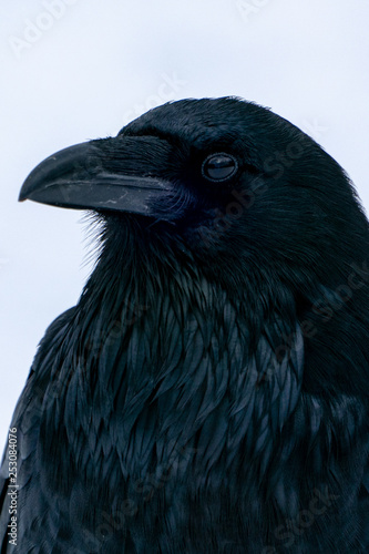 Raven close up in the snow