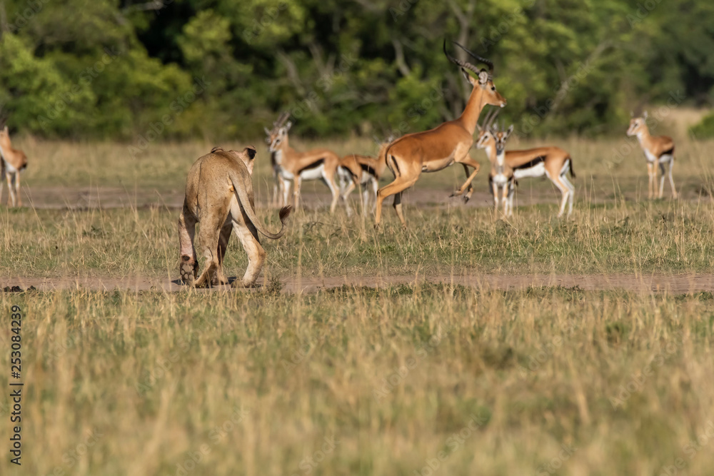 Fototapeta premium A male lion sitting relaxedly in the plains of Africa inside Masai Mara National Park during a wildlife safari