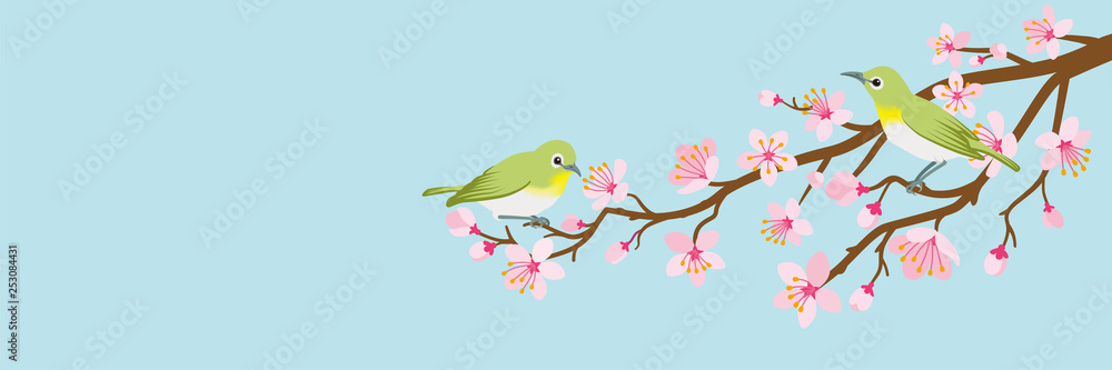 Two small birds perch on cherry blossom branch -Zosterops japonicas, Header ratio Two small birds perch on cherry blossom branch -Zosterops japonicas, Header ratio