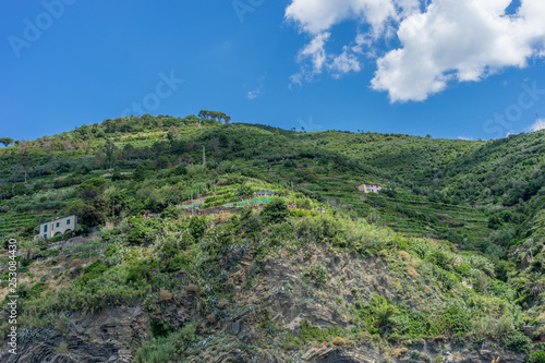 Italy, Cinque Terre, Monterosso, a close up of a lush green hillside