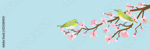 Two small birds perch on cherry blossom branch -Zosterops japonicas, Header ratio © sayuri_k