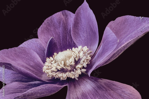 Fine art still life floral macro of the inner of a single isolated wide open red violet anemone blossom with detailed texture on black background in vintage painting style