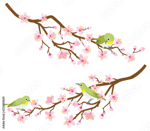 Small birds perch on cherry blossom branch -Zosterops japonicas, Two branches set