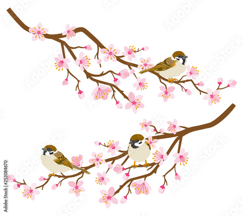 Small birds perch on cherry blossom branch -House Sparrow, Two branches set