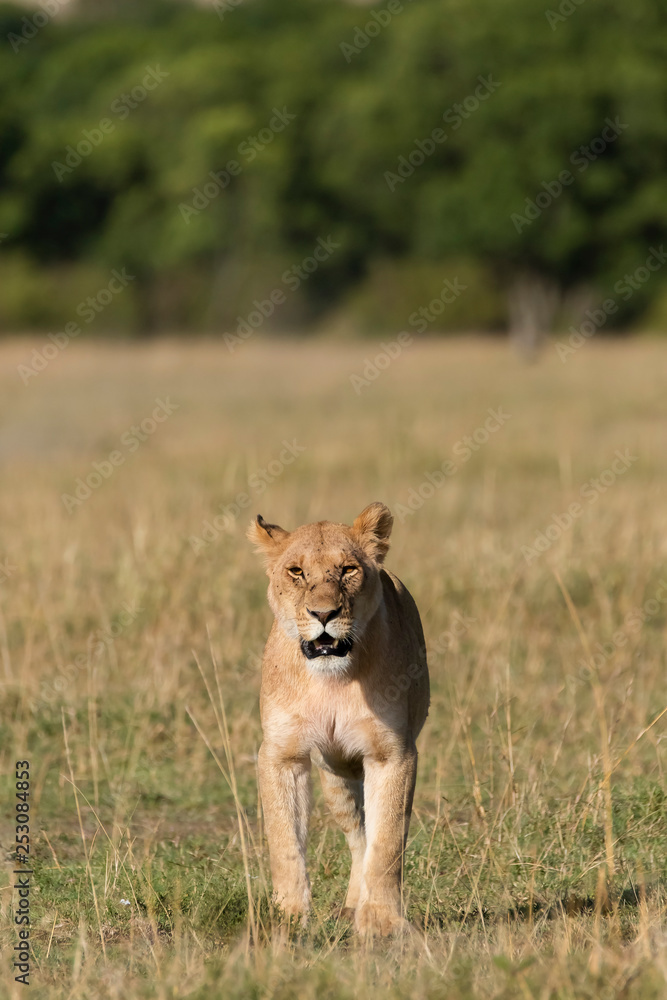 Obraz premium A male lion sitting relaxedly in the plains of Africa inside Masai Mara National Park during a wildlife safari